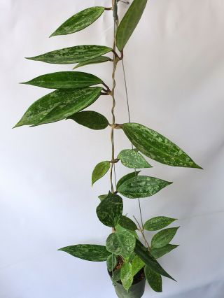 Hoya Sp Rangsan,  1 Pot Rooted Plant 20 - 22 Inches Very Rare
