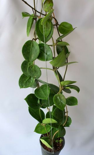 Hoya Sweet Scent,  1 Pot Rooted Plant 20 - 22 Inches Very Rare