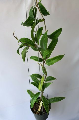 Hoya Valmayoriana,  1 Pot Rooted Plant 20 - 22 Inches Very Rare