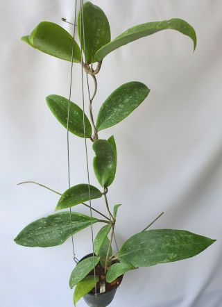 Hoya Webergiae,  1 Pot Rooted Plant 20 - 22 Inches Very Rare