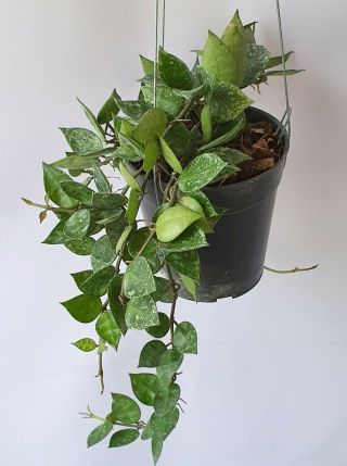 Hoya Korhniana Eskimo,  1 Pot Rooted Plant 8 - 10 Inches Extremely Rare