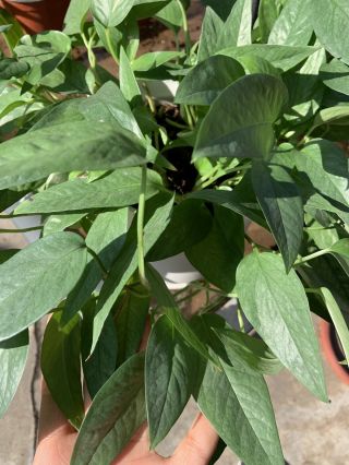 Rare Pothos Epipremnum Pinnatum ‘cebu Blue’ Houseplant