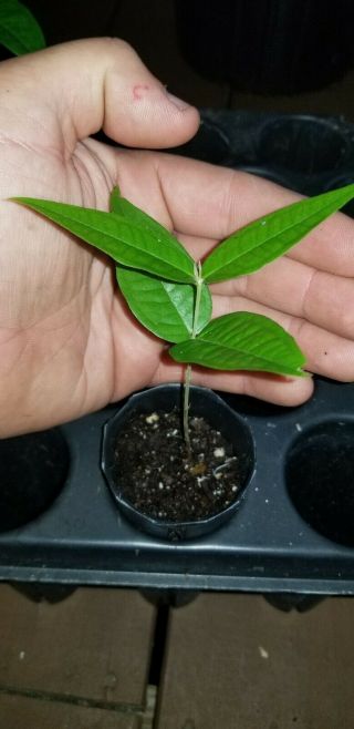 Very Rare Plinia Aureana (Zona Da Mata) Seeding jaboticaba fruit tree 6