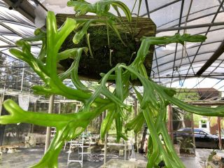 Pyrrosia Longifolia ‘crested’ Form 3 Rare Fern Wow