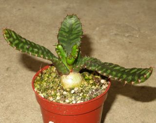 Euphorbia Stellata 8cm Rare Succulent Plant Ariocarpus Aztekium Agave H