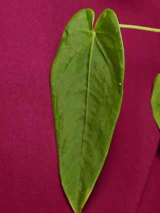 Anthurium Species Rare Velvet Aroid Plant Philodendron Monstera
