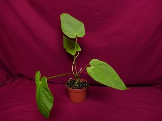 Anthurium Species Rare Velvet Aroid Plant Philodendron Monstera 5