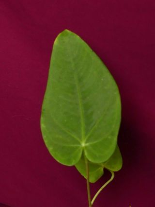 Anthurium Species Rare Velvet Aroid Plant Philodendron Monstera 6
