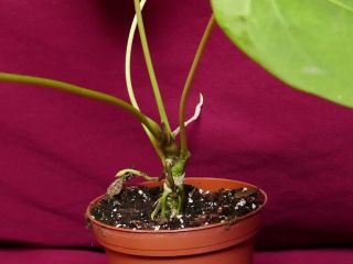 Anthurium Species Rare Velvet Aroid Plant Philodendron Monstera 7