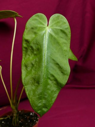 Anthurium Species Rare Velvet Aroid Plant Philodendron Monstera 8