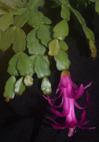 Schlumbergera Russeliana 1 (one) Firm Cuttings Rare Epiphytic Cactus Brazil