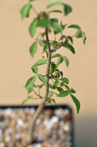 Commiphora Mildbraedii Rare Myrrh Tree Bursera Boswellia Bonsai Frankincense