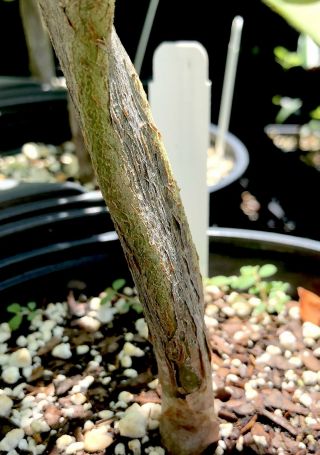Commiphora mildbraedii rare myrrh tree bursera boswellia bonsai frankincense 2
