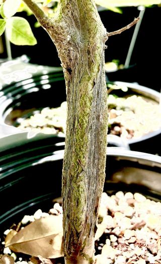 Commiphora mildbraedii rare myrrh tree bursera boswellia bonsai frankincense 3