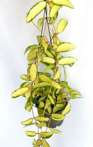 Hoya Verticillata Variegated,  1 Pot Rooted Plant 22 - 30 Inches Very Rare
