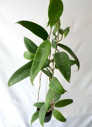 Hoya Rigida Dr Eak Qsbg,  1 Pot Rooted Plant 20 - 22 Inches Extremely Rare