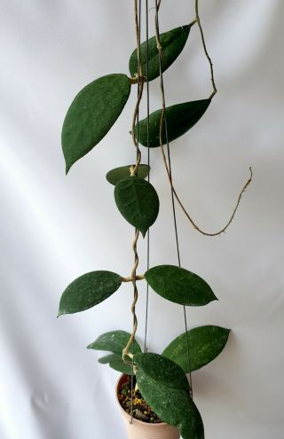 Hoya Spp No2,  1 Pot Rooted Plant 20 - 22 Inches Very Rare