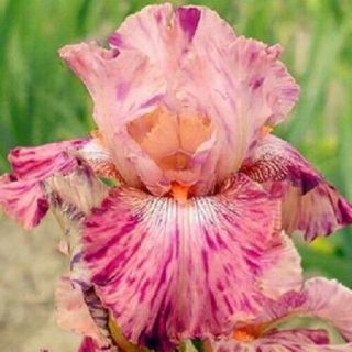 2 Rare Bearded Iris Bulbs Perennial Rhizome Fragrant Flowers Decor
