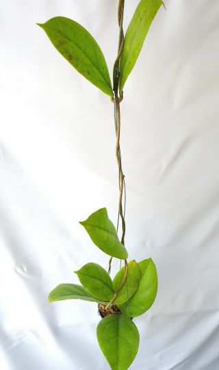 Hoya Lambii Long Leaves No2,  1 Pot Rooted Plant 18 - 20 Inches Very Rare