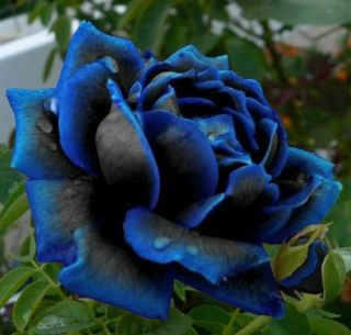 Midnight Blue Rose Seedlings Plant Saplings Perennial Resistant Flower Rare Yard