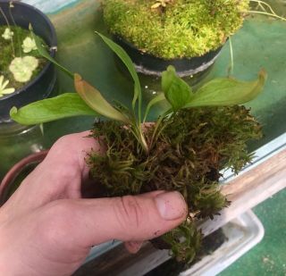 Sarracenia purpurea (Oakland Co,  Michigan) Rare Location - Last One 2