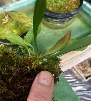Sarracenia purpurea (Oakland Co,  Michigan) Rare Location - Last One 3