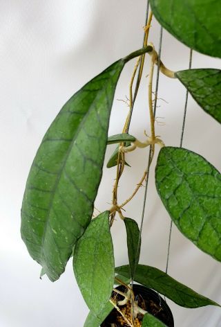 Hoya Kalimantan,  1 Pot Rooted Plant 20 - 22 Inches Very Rare