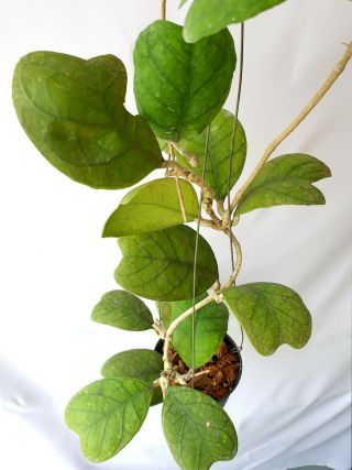 Hoya Deykeae,  1 Pot Rooted Plant 20 - 22 Inches Very Rare
