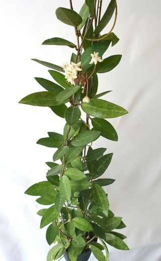 Hoya Elliptica Narrow Leaves,  1 Pot Rooted Plant 20 - 22 Inches Extremely Rare