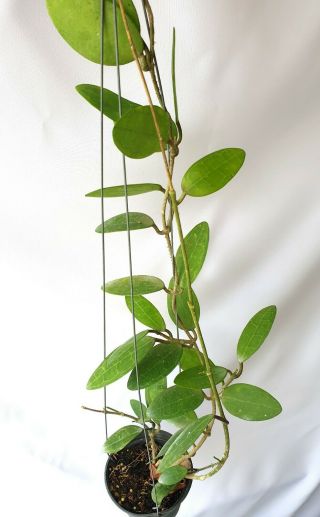 Hoya Elliptica Round Leaves,  1 Pot Rooted Plant 20 - 22 Inches Extremely Rare