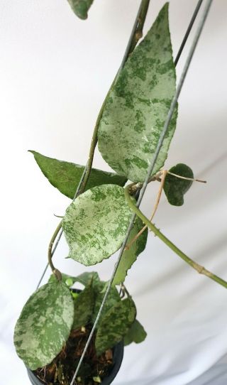 Hoya Caudata Silver Leaves,  1 Pot Rooted Plant 10 - 12 Inches Very Rare