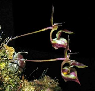 Rare Orchid Species Drymoda Siamensis Blooming Size 1 Plant