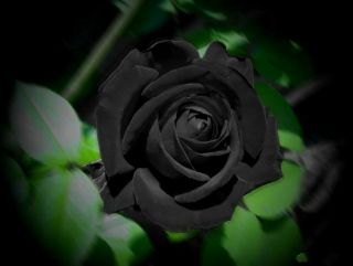 Black Rose Seedlings Plant Saplings Perennial Resistant Flower Fancy Bonsai Rare
