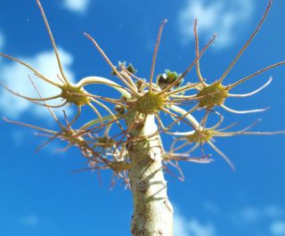 DORSTENIA GYPSOPHILA rare succulents caudex exotic caudiciform seed 5 SEEDS 2