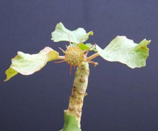 DORSTENIA GYPSOPHILA rare succulents caudex exotic caudiciform seed 5 SEEDS 3