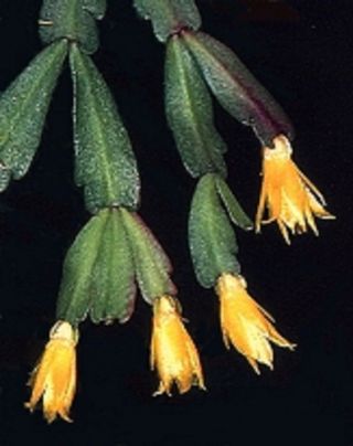 Schlumbergera Lutea Ssp.  Lutea One (1) Firm Cutting Rare Epiphytic Cactus Brazil
