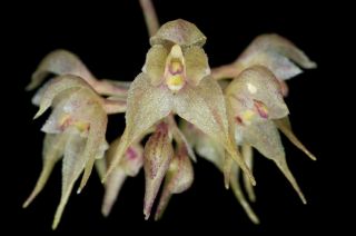 Rare Orchid Species Bulbophyllum Psychoon Blooming Size 1 Plant