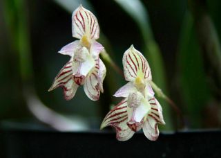 Rare Orchid Species Bulbophyllum Ambrosia Blooming Size 1 Plant -