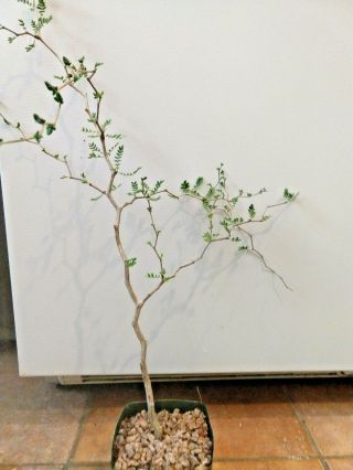 Commiphora Monstruosa - Extremely Rare Species From Madagascar