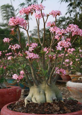 (rare) Adenium (arabicum Yak Saudi) Desert Rose Plant Bonsai Decor Phyto