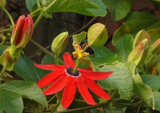 Passiflora Manicata - Red Passion Flower Seeds Perennial Evergreen Vine Rare