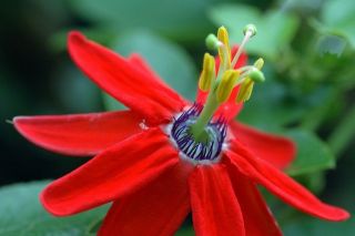 Passiflora Manicata - Red Passion Flower Seeds Perennial Evergreen Vine Rare 2