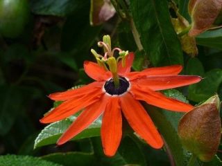 Passiflora Manicata - Red Passion Flower Seeds Perennial Evergreen Vine Rare 3