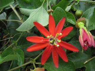 Passiflora Manicata - Red Passion Flower Seeds Perennial Evergreen Vine Rare 4