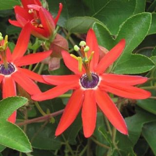 Passiflora Manicata - Red Passion Flower Seeds Perennial Evergreen Vine Rare 5
