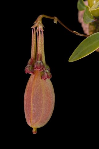 Orchid Species Bulbophyllum Physometrum Blooming Size 1 Plant (rare Orchids)