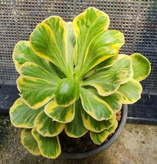10.  Euphorbia Poisonii Variegated (own Root) Very Rare And Succulent