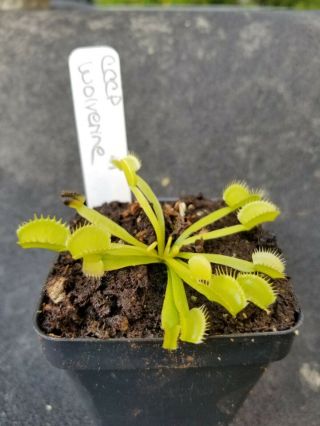 Rare Carnivorous Venus Flytrap Plant " Wolverine "
