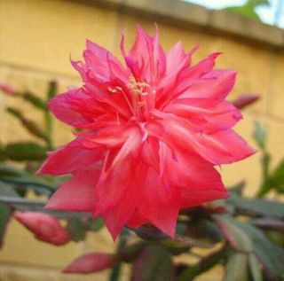 Rare Schlumbergera Laranja Dobrada Double Flower Christmas Cactus