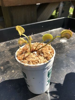 Venus Flytrap GJ UMGEKREMPELT Rare Carnivorous Plant 5